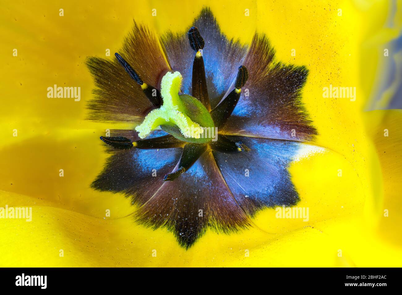 Stamen and pistil of a Tulip. Inside of the flower. Stock Photo