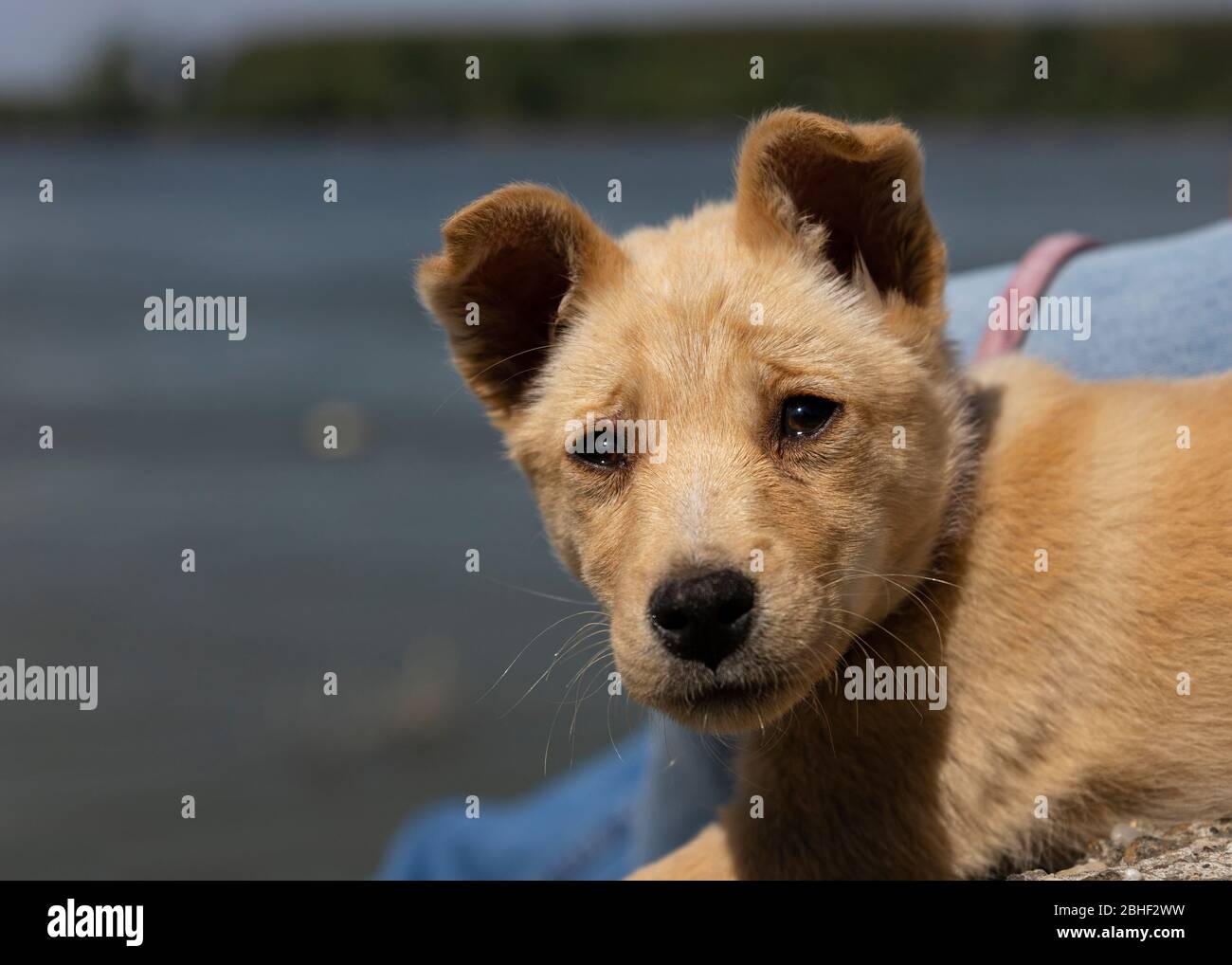Beautiful Puppy By The River Cute Adorable Baby Animals Stock Photo Alamy Beautiful Puppy By The River Cute Adorable Baby Animals Stock Photo Alamy