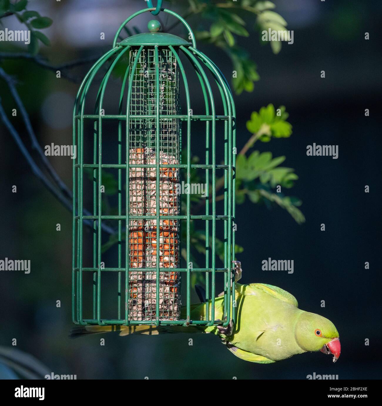 Ring Necked Parakeet feeds from hanging bird feeder in evening sunlight,  London, UK Stock Photo - Alamy