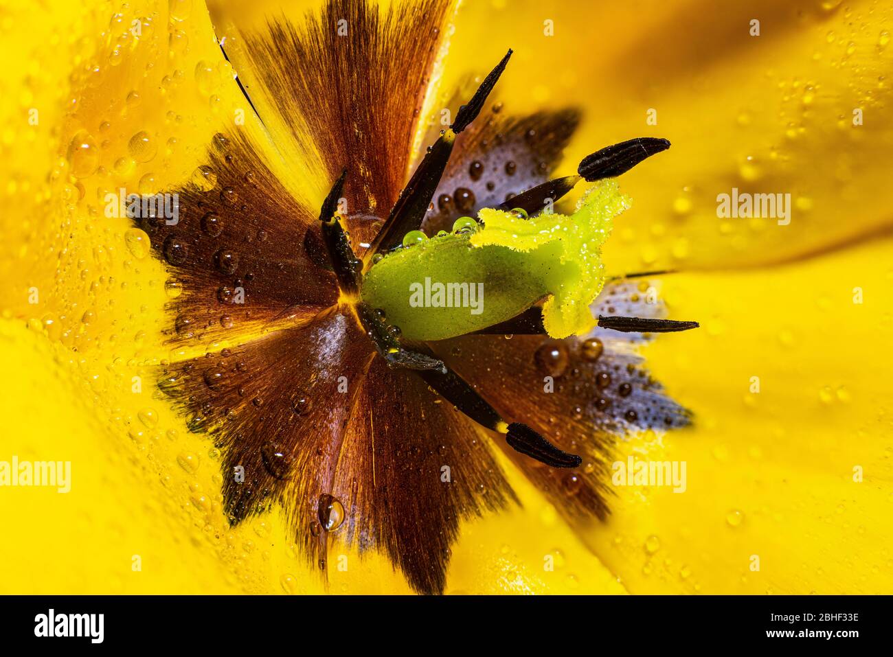 Stamen and pistil of a Tulip. Inside of the flower. Stock Photo
