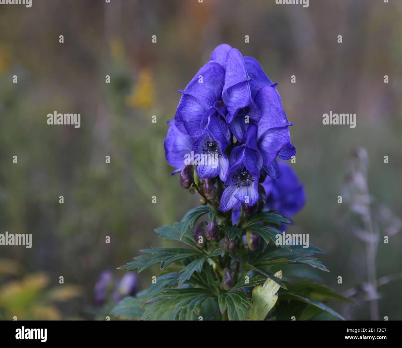 The flowers of the beautiful, but highly poisonous Azure Monkshood (Aconitum fischeri).  Shot in early fall, in Ontario, Canada. Stock Photo
