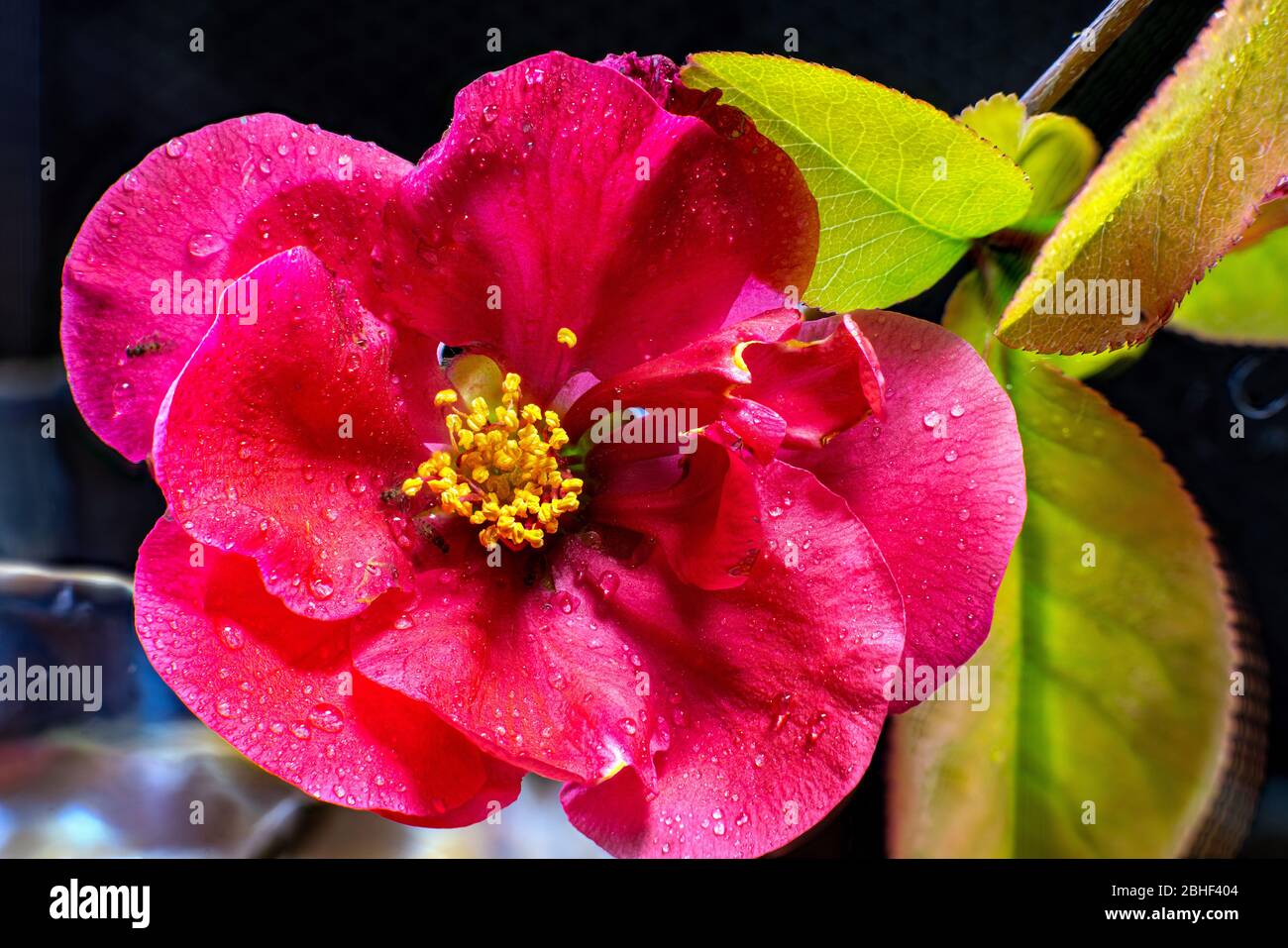 Blooming Quince Chaenomeles japonica flowers Stock Photo