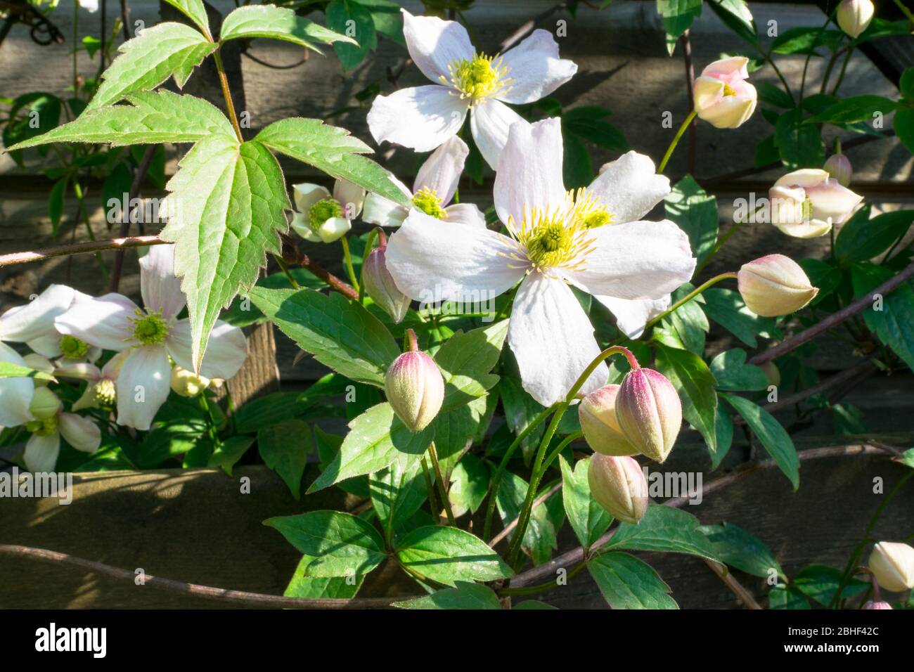 Flowers of Clematis montana (also known as mountain clematis or Himalayan clematis) growing along a fence in a garden Stock Photo