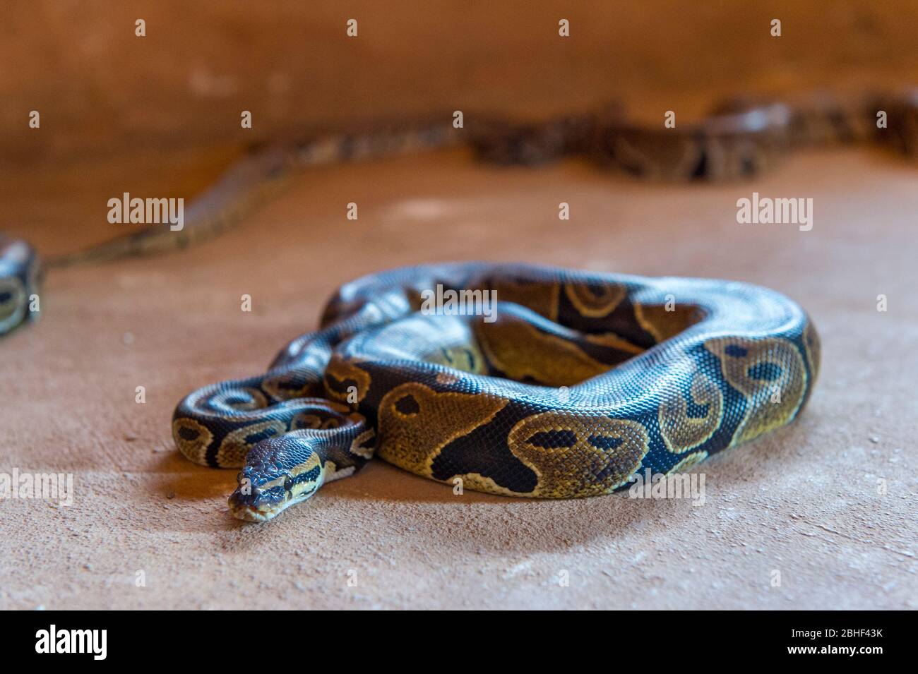 Pythons in the Temple of the Python in Ouidah, Benin. Stock Photo