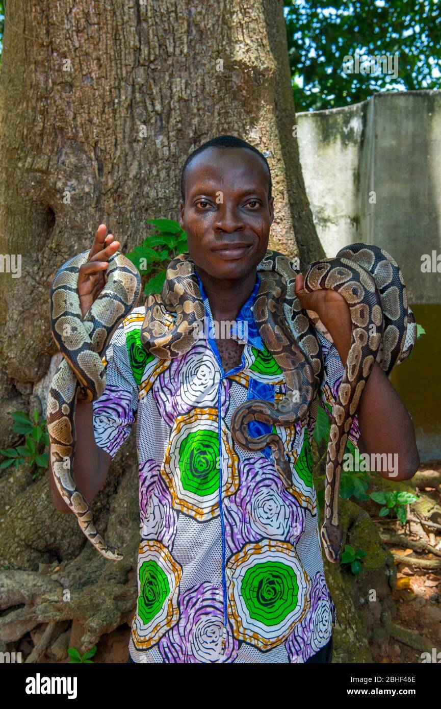 Man with pythons in the Temple of the Python in Ouidah, Benin. Stock Photo