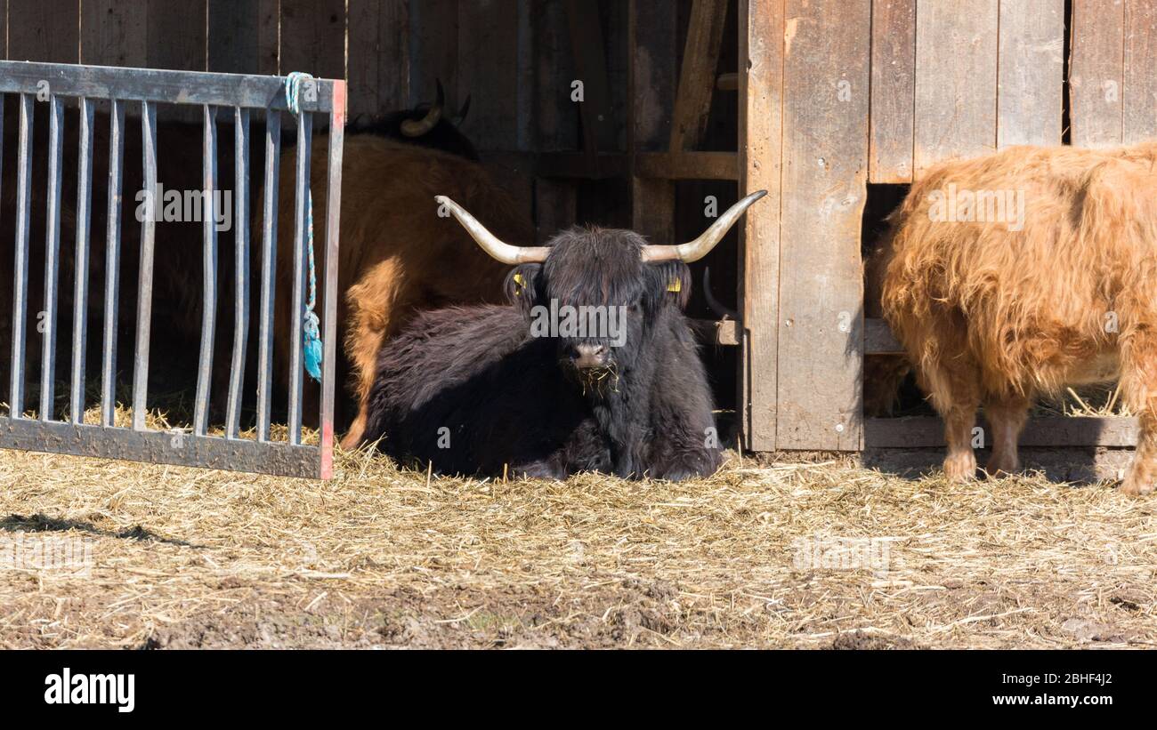 Scottish highland cow with black fur resting at a barn gate. The main characteristics of the scottish highland breed are mighty horns and the long fur Stock Photo
