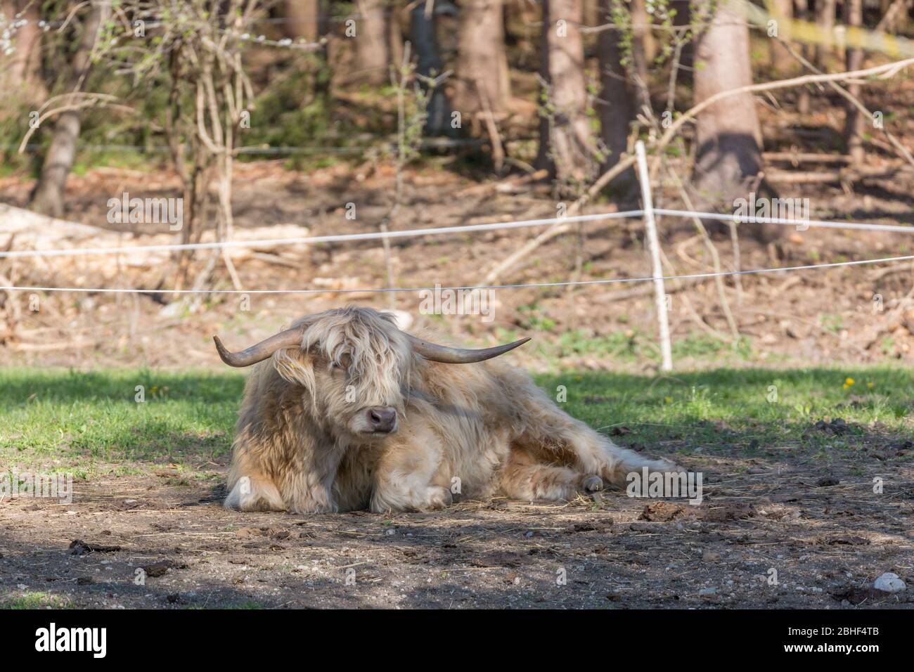 White colored scottish highland cow taking a rest beneath the shadow of a tree. With characteristic horns and fur. Livestock farming. Stock Photo