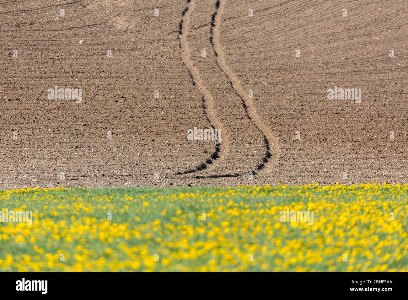 Tractor tracks leading thorugh an unplanted field. In the foreground a meadow with yellow flowers. Concept for agriculture, farming, cultivation. Stock Photo