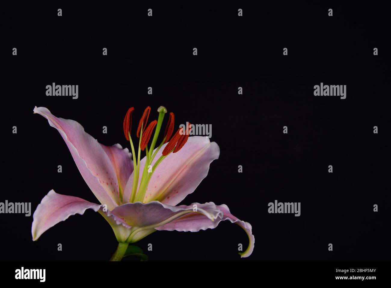Lily flower bouquet hi-res stock photography and images - Alamy