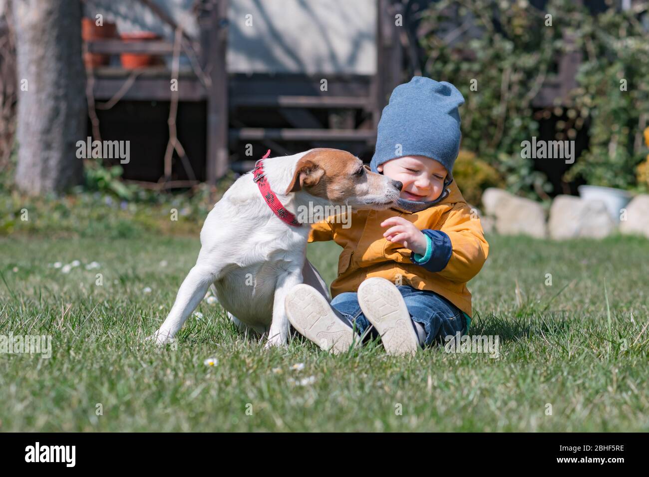 Small kid in yellow jacket with jack russel terrier puppy on spring backyard Stock Photo