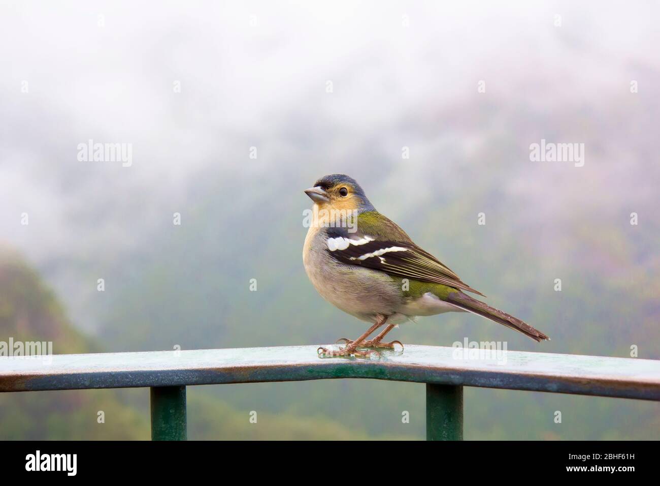 Madeira chaffinch, fingilla coelebs madeirensis, in Miradouro dos Balcoes viewpoint in Ribeiro Frio, bird endemic to the Portuguese island of Madeira Stock Photo