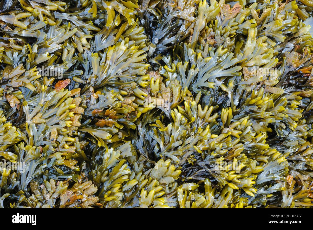 Rockweed (Fucus distichus), a common seaweed in the intertidal zone on the Pacific Northwest coast; Rialto Beach, Olympic National Park, Washington. Stock Photo