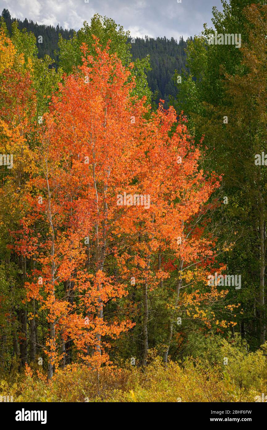 Aspen trees in fall color, Grand Teton National Park, Wyoming. Stock Photo