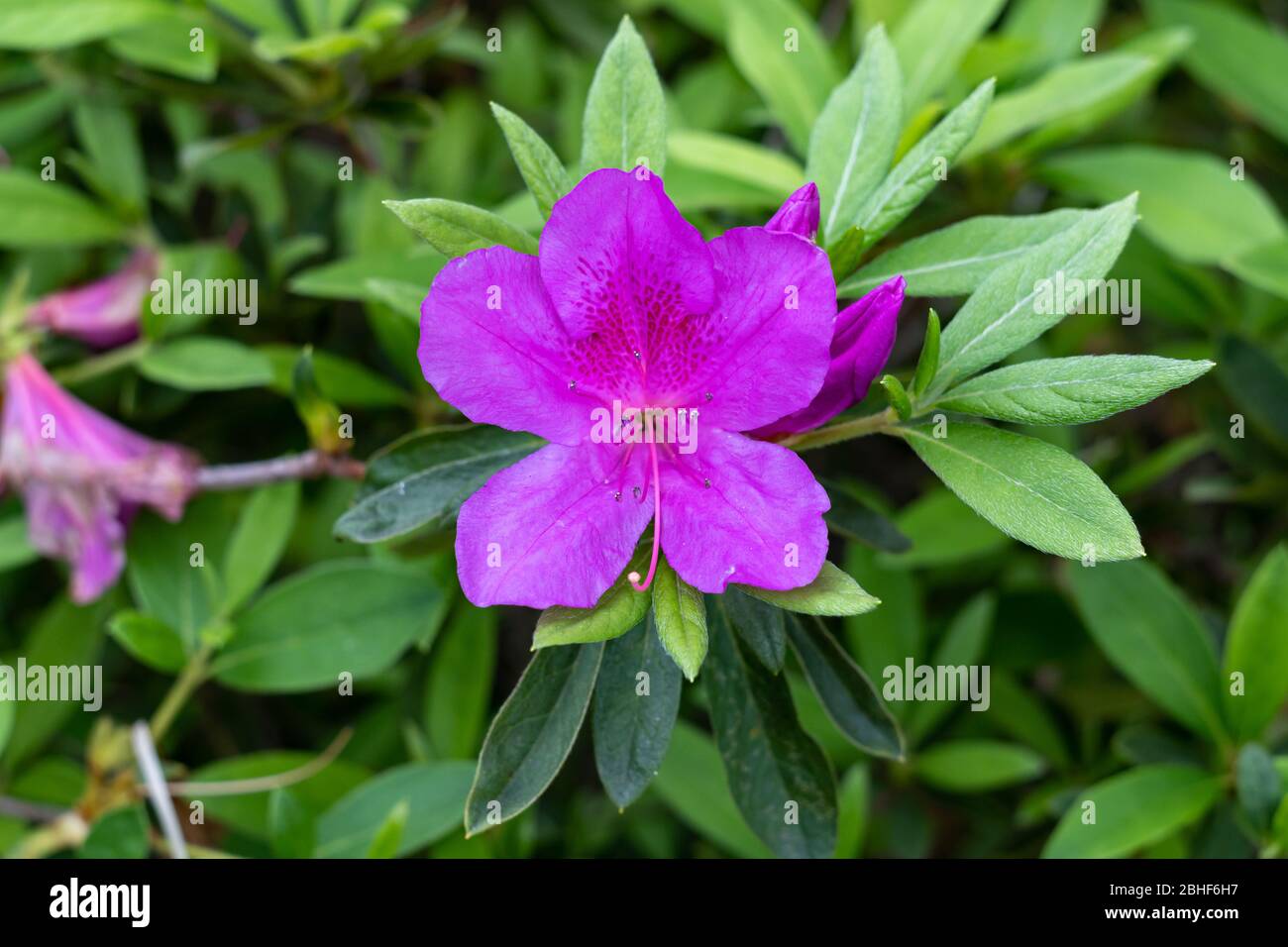 Rhododendron ponticum, called common rhododendron or pontic rhododendron, is a species of Rhododendron native to southern Europe and southwest Asia. B Stock Photo