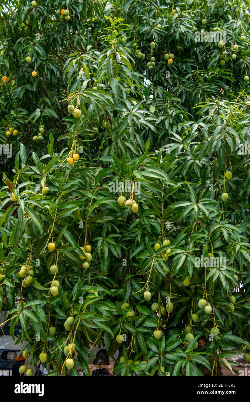 Mangos on tree near Accra, Ghana Stock Photo Alamy