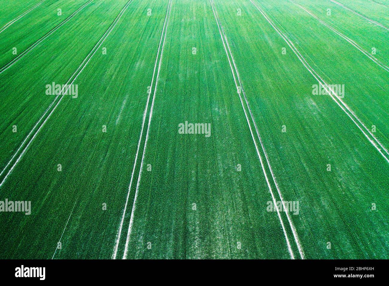 Aerial photo flying over green grain wheat field on spring time. Agricultural landscape Stock Photo