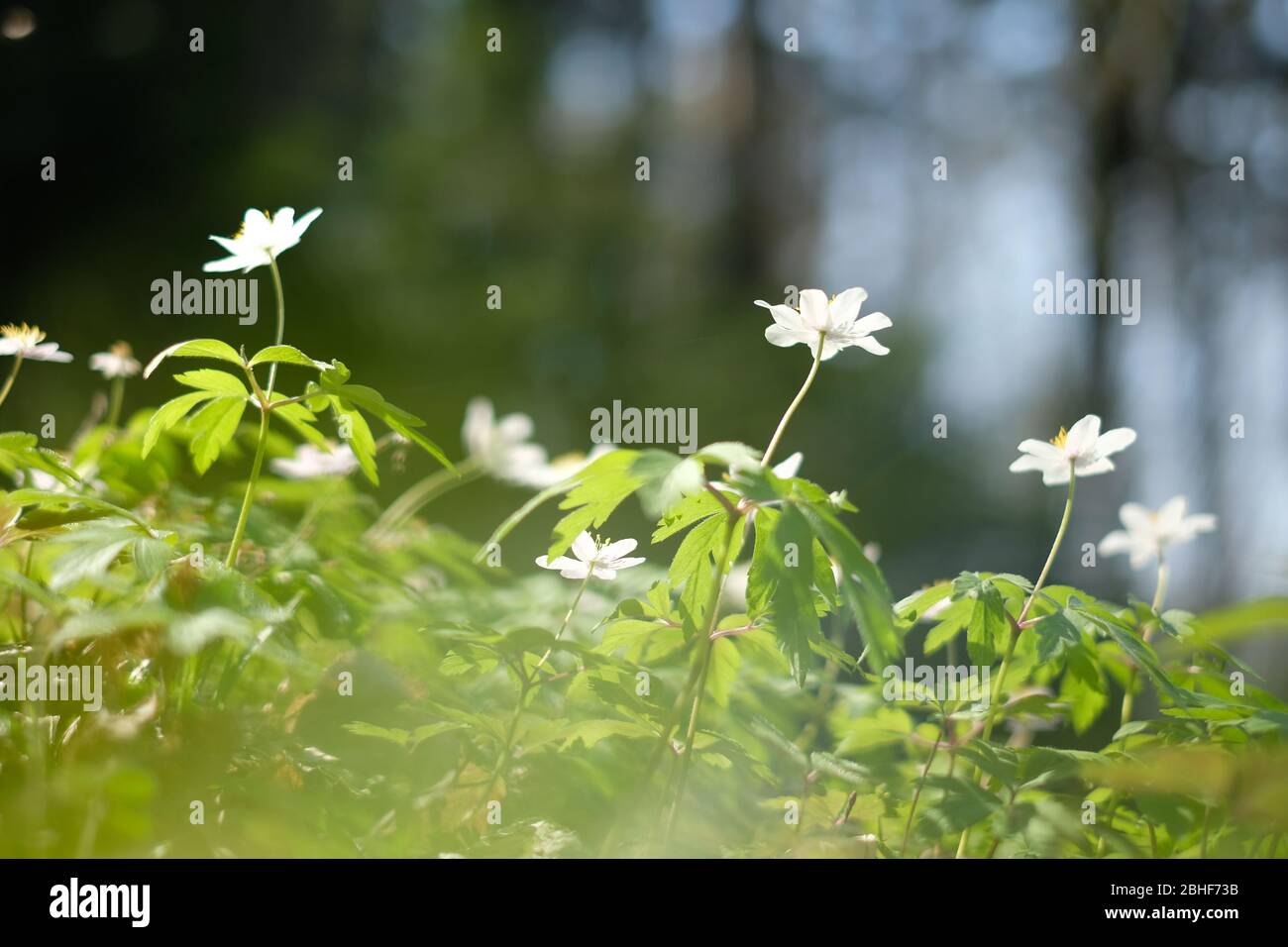 White Anemona flowers on spring forest closeup. Macro nature photography Stock Photo