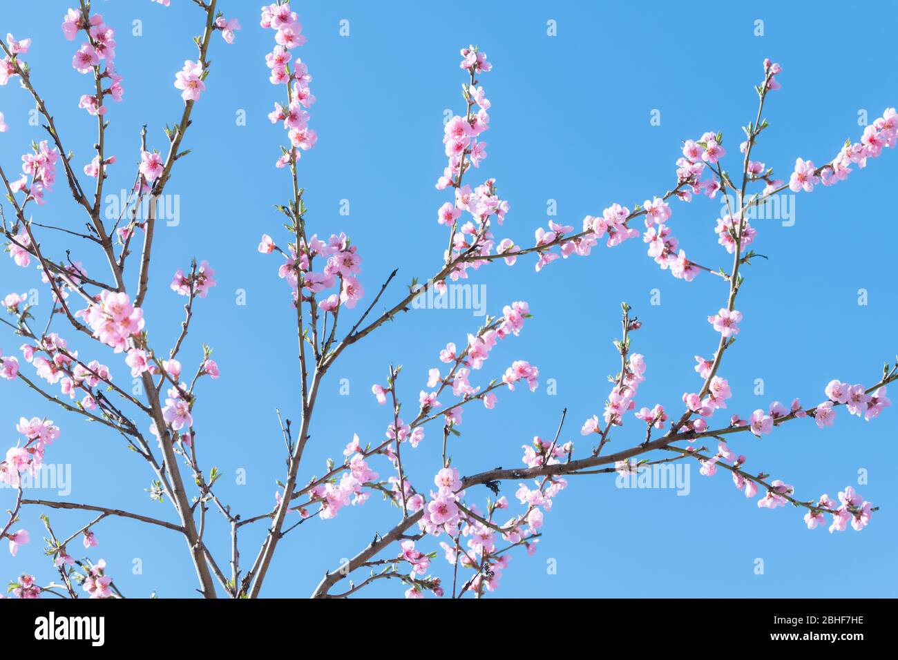 Pink peach flowers on twigs on blue sky background on spring time closeup. Nature photography Stock Photo