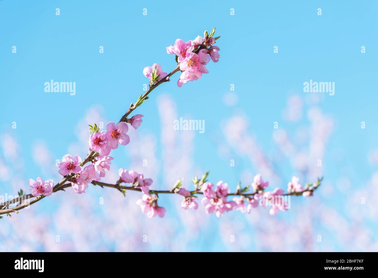 Pink peach flowers on twigs on blue sky background on spring time ...