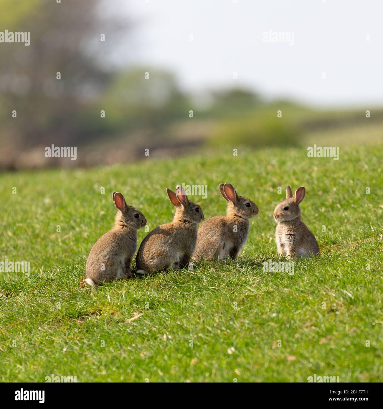 Group of baby rabbits sitting in a line in a sunny field Stock Photo