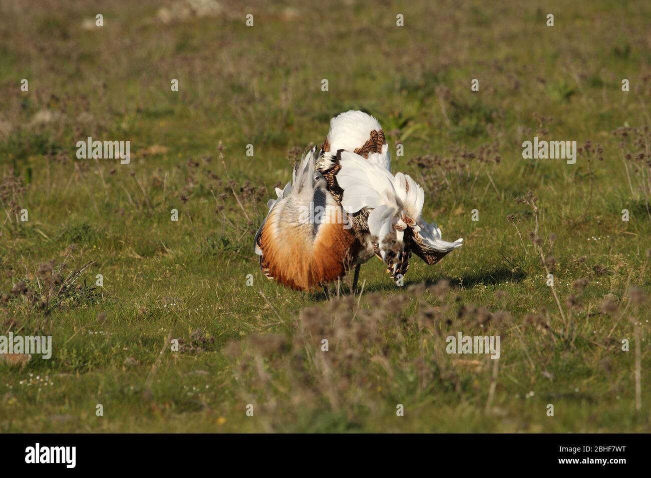 Great bustard photographed at first light of day in mating season, Otis tarda Stock Photo