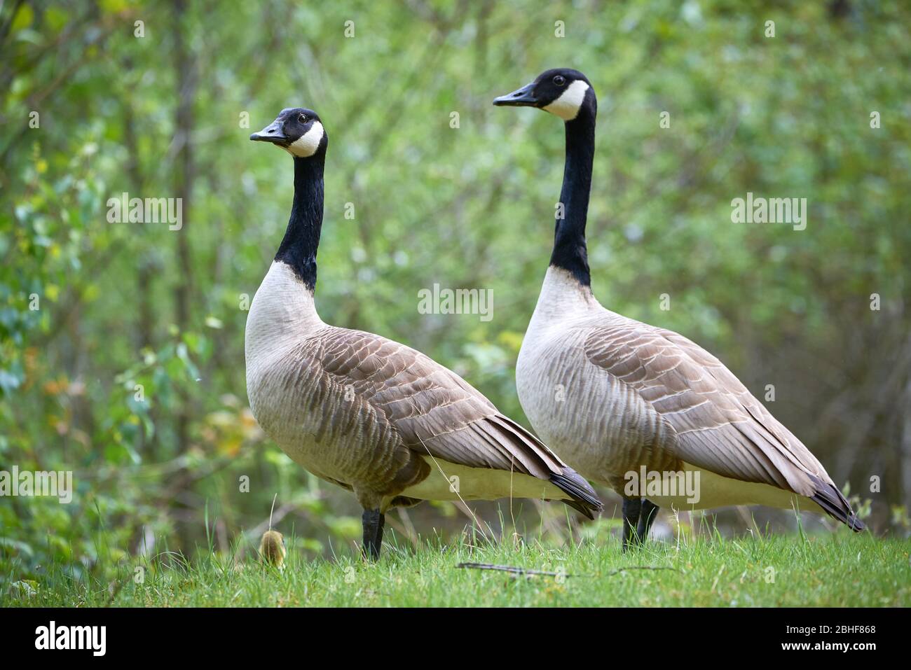 Canada Geese with Goslings ( Branta Canadensis ), Teverener Heide Natural  Park, Heinsberg, Germany Stock Photo - Alamy