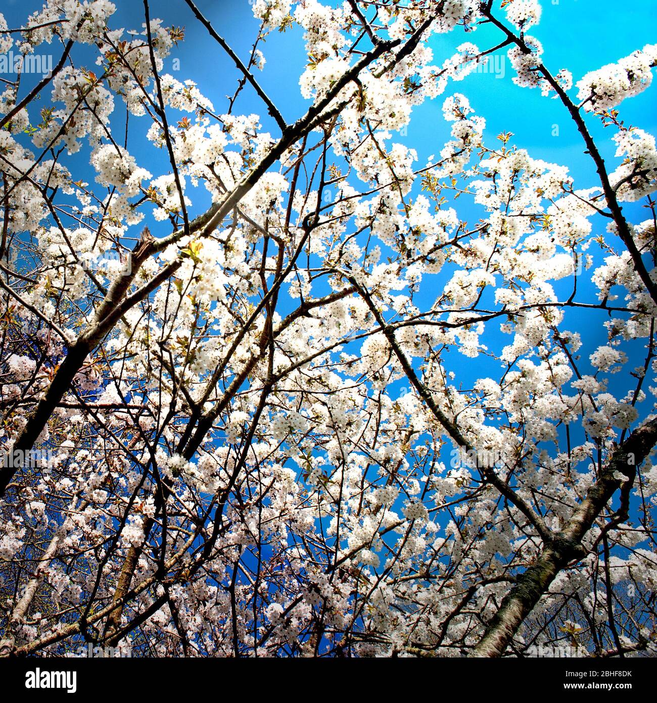 White blossoms in Spring in Hove Park in England. Stock Photo