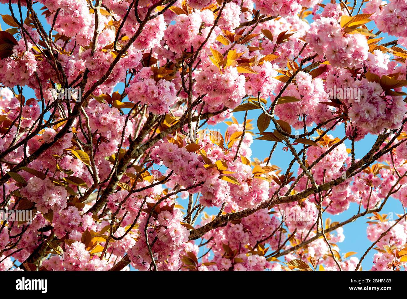 Pink peach blossoms in Hove Park, England Stock Photo