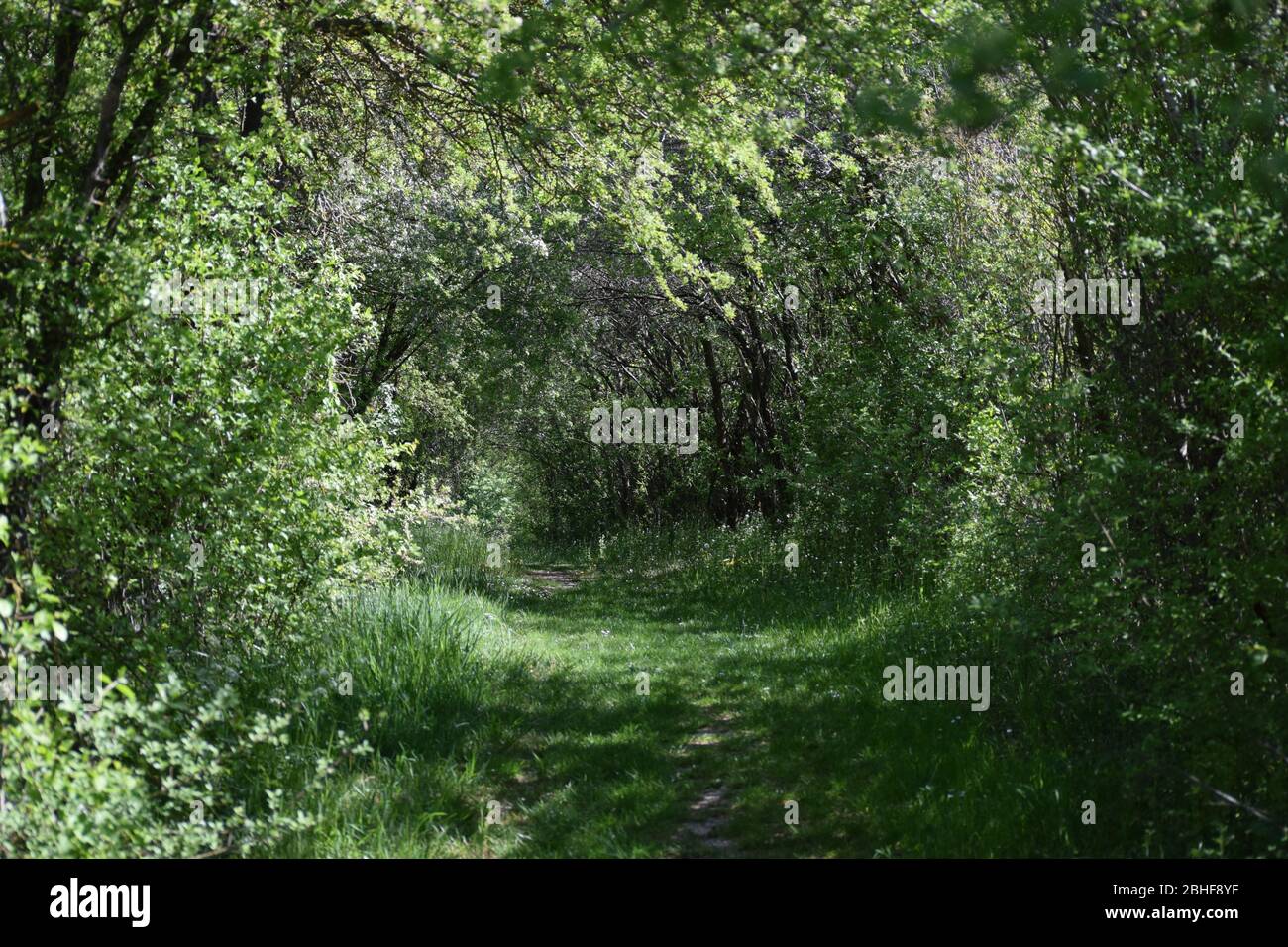 particularly romantic Path to a Nature experience path Stock Photo