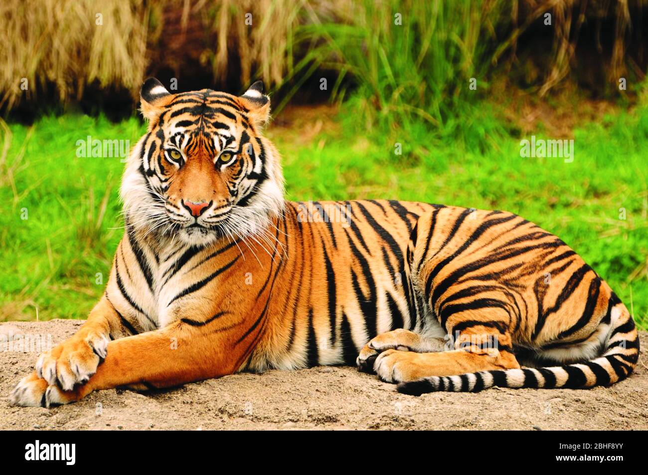 Portrait of a Royal Bengal Tiger alert and Staring at the Camera. National  Animal of Bangladesh Stock Photo - Alamy