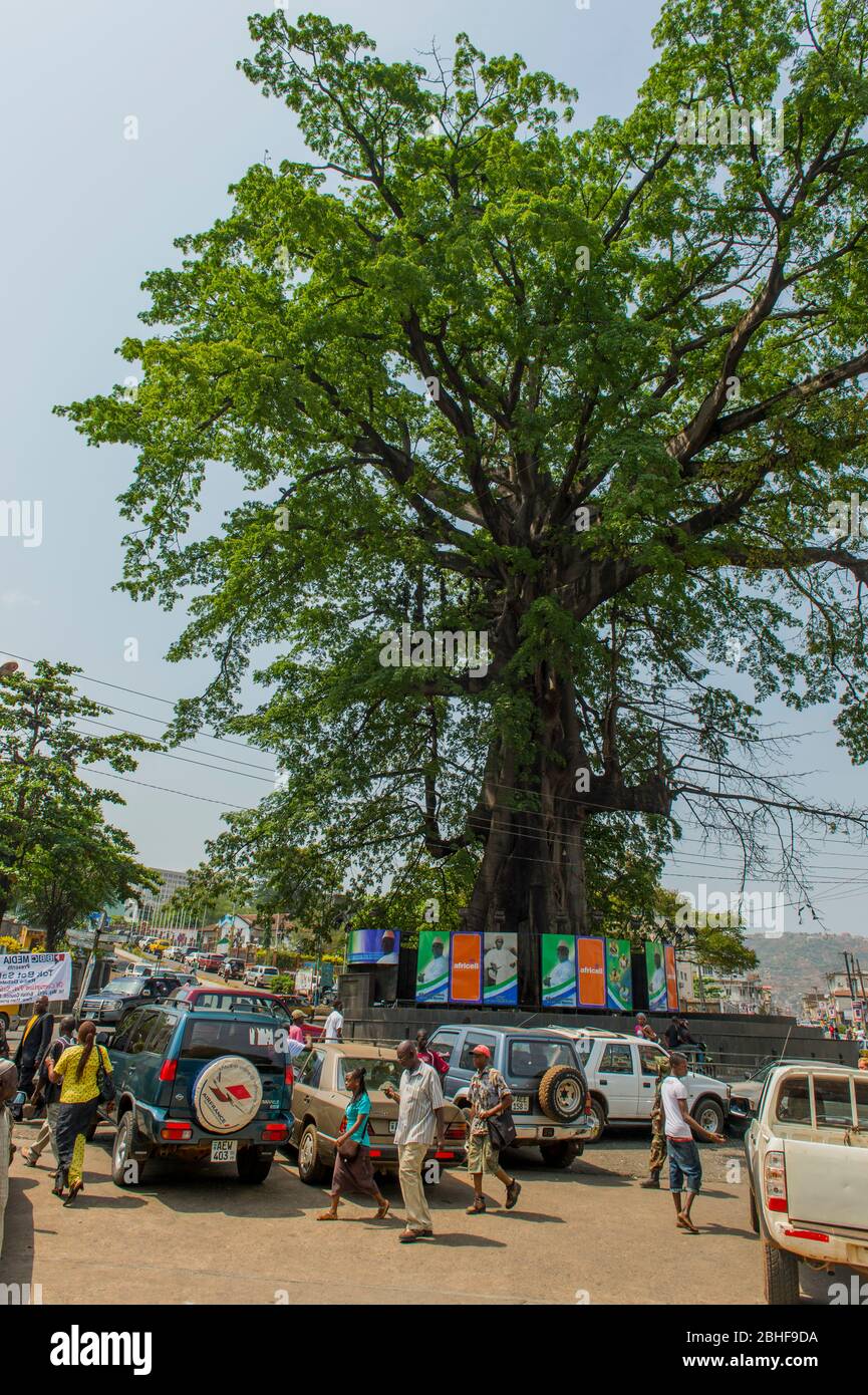 Street scene with Freedom Tree in Freetown, Sierra Leone. Stock Photo