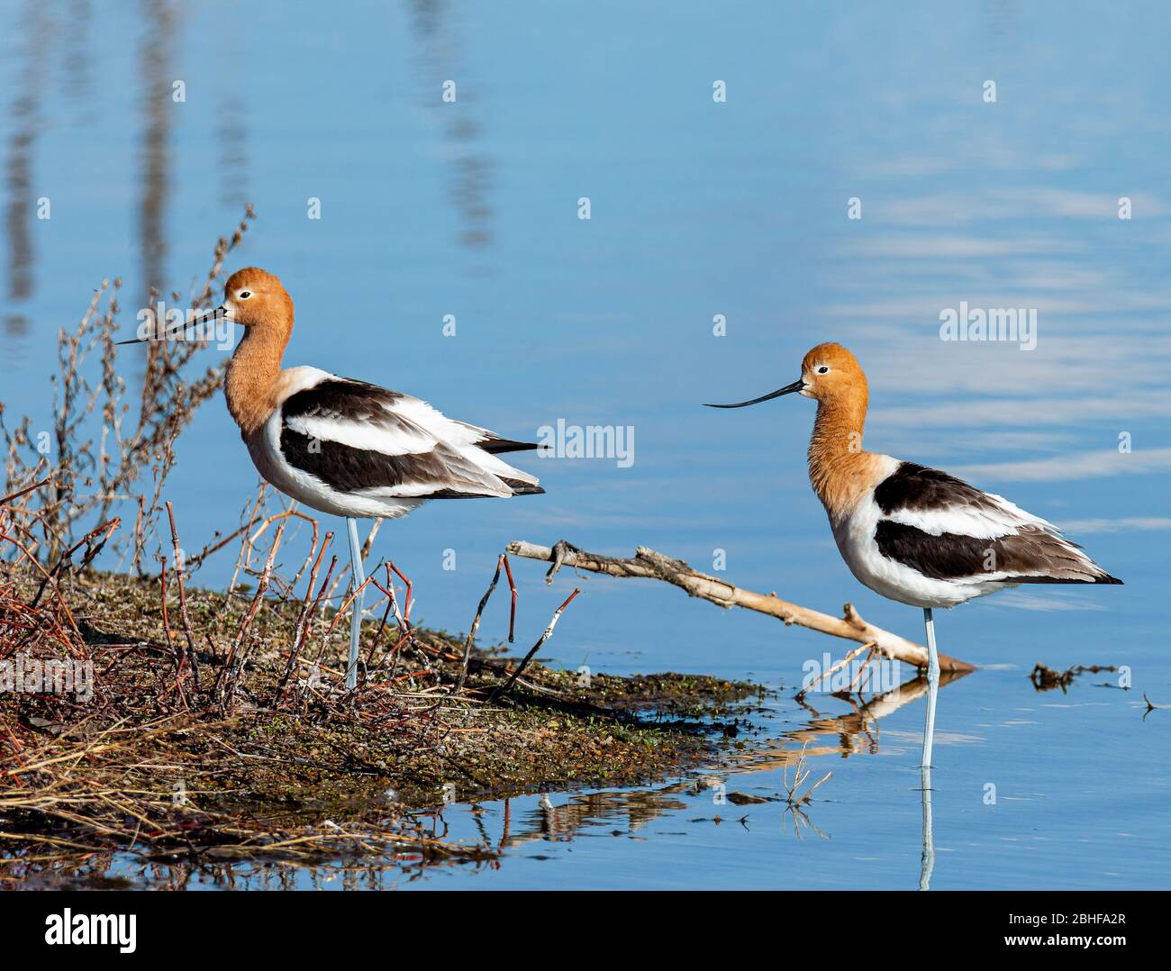 Avocet legs hi-res stock photography and images - Alamy
