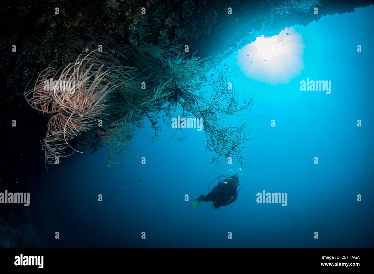 WOman diver finds black coral on the Chaaya Reef, Ellaidhoo, Maldives Stock Photo