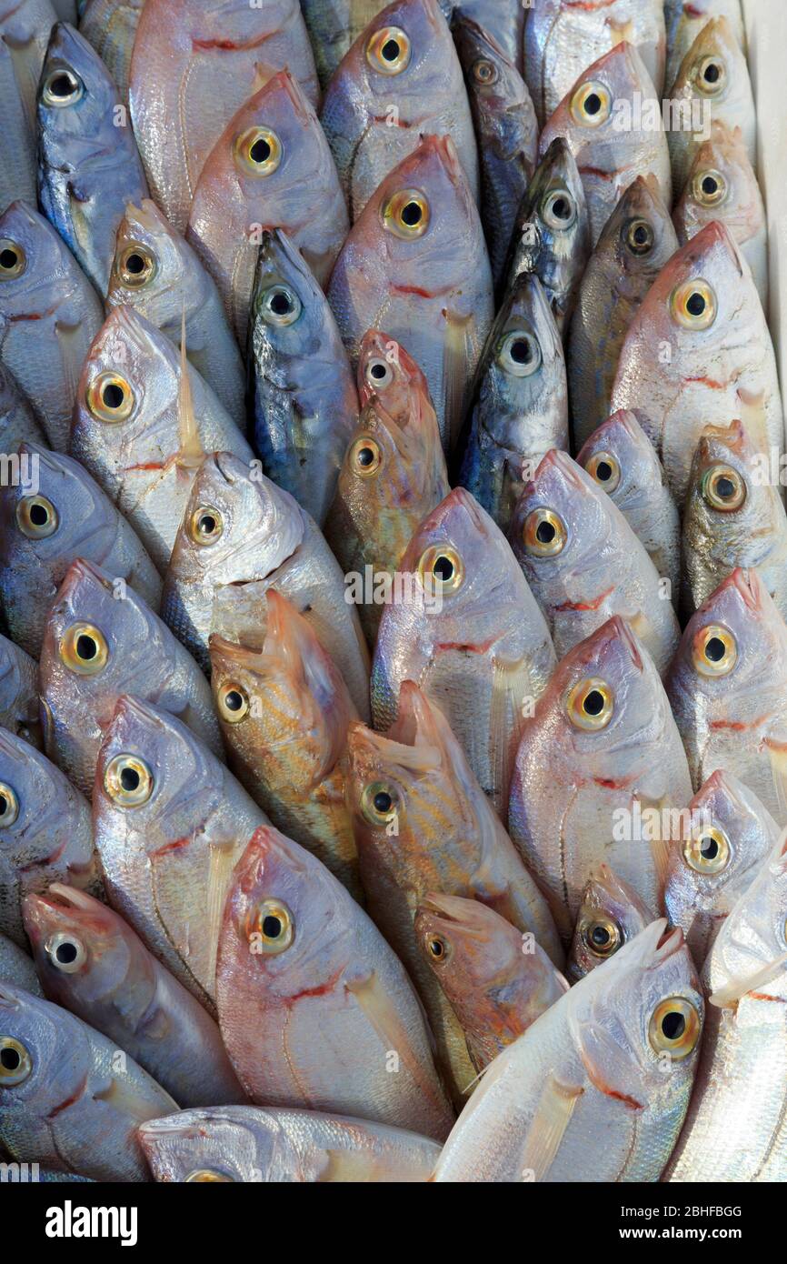 Fresh fish for sale, Port of Fiumicino, Rome, Italy, Europe Stock Photo ...