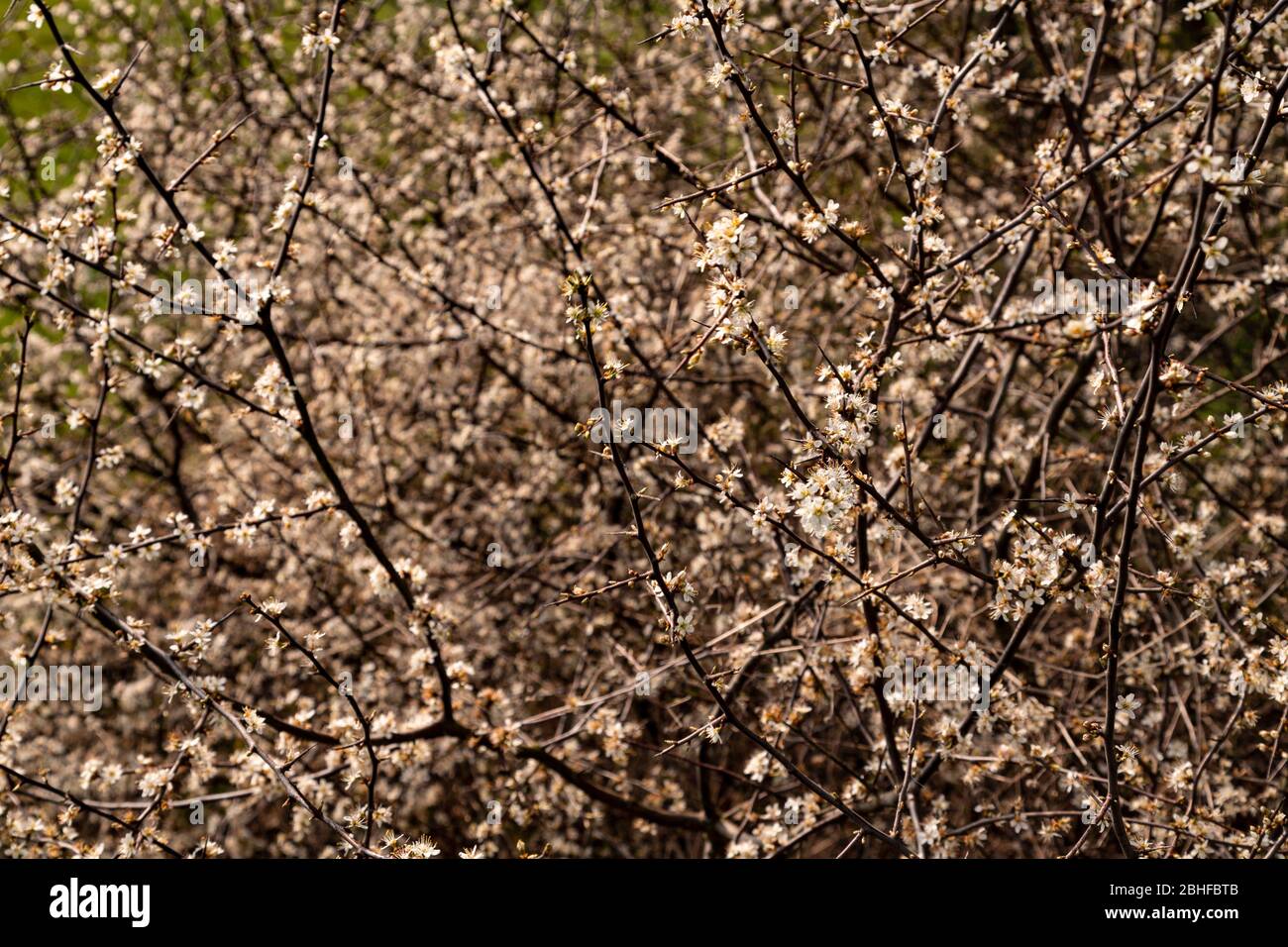 Hawthorne blossom in spring Stock Photo