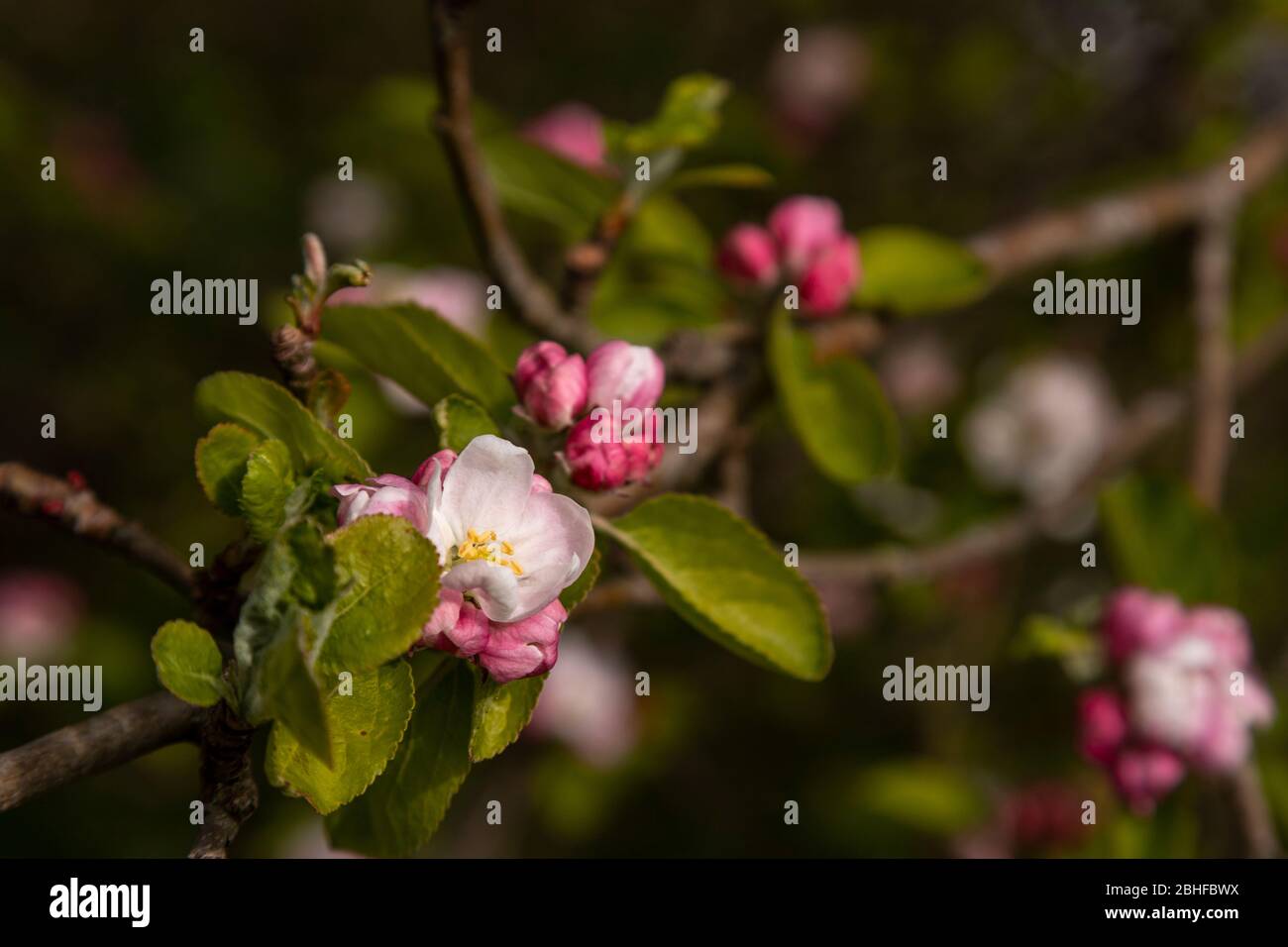 Pink blossom in spring Stock Photo