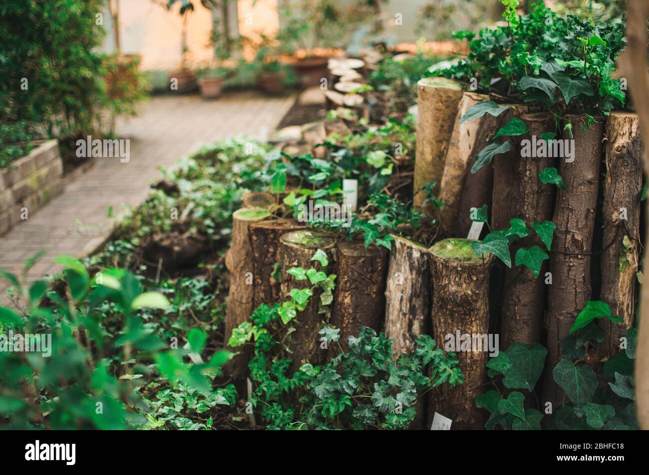 many green ivy leaves wrapping tree trunks and earth in a green botanical garden in spring. Template for design. Copy space. Stock Photo