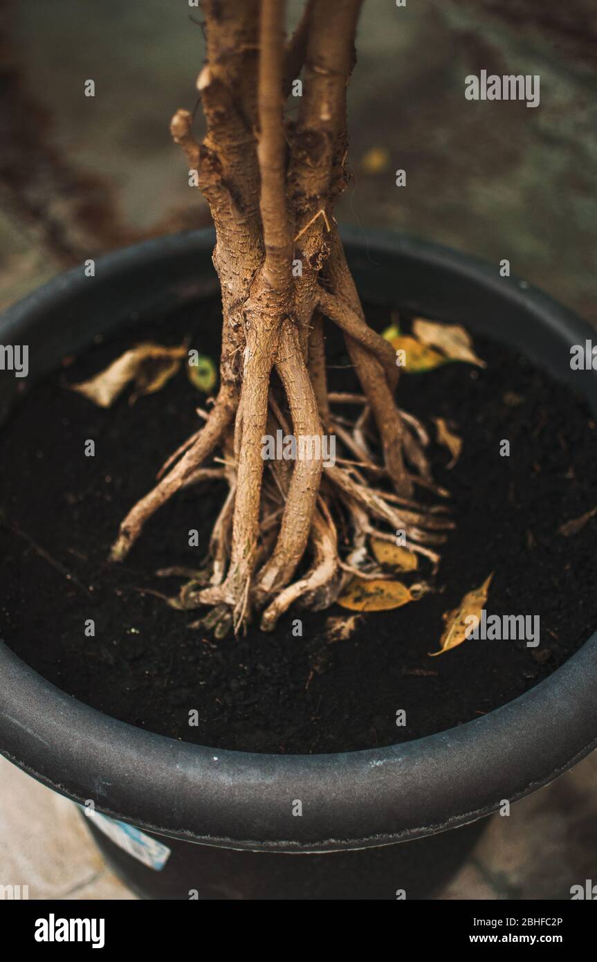 roots of a tropical plant called bonsai in a large flower pot in a botanical garden Stock Photo