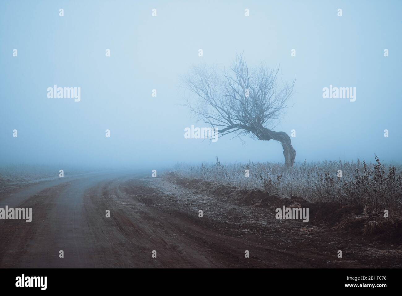 Lonely tree road hi-res stock photography and images - Alamy