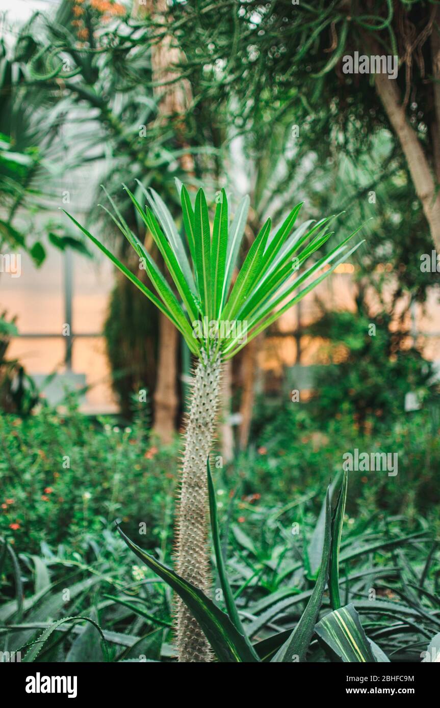 Dracaena family in a botanical garden on a spring day. A houseplant of African descent. Stock Photo