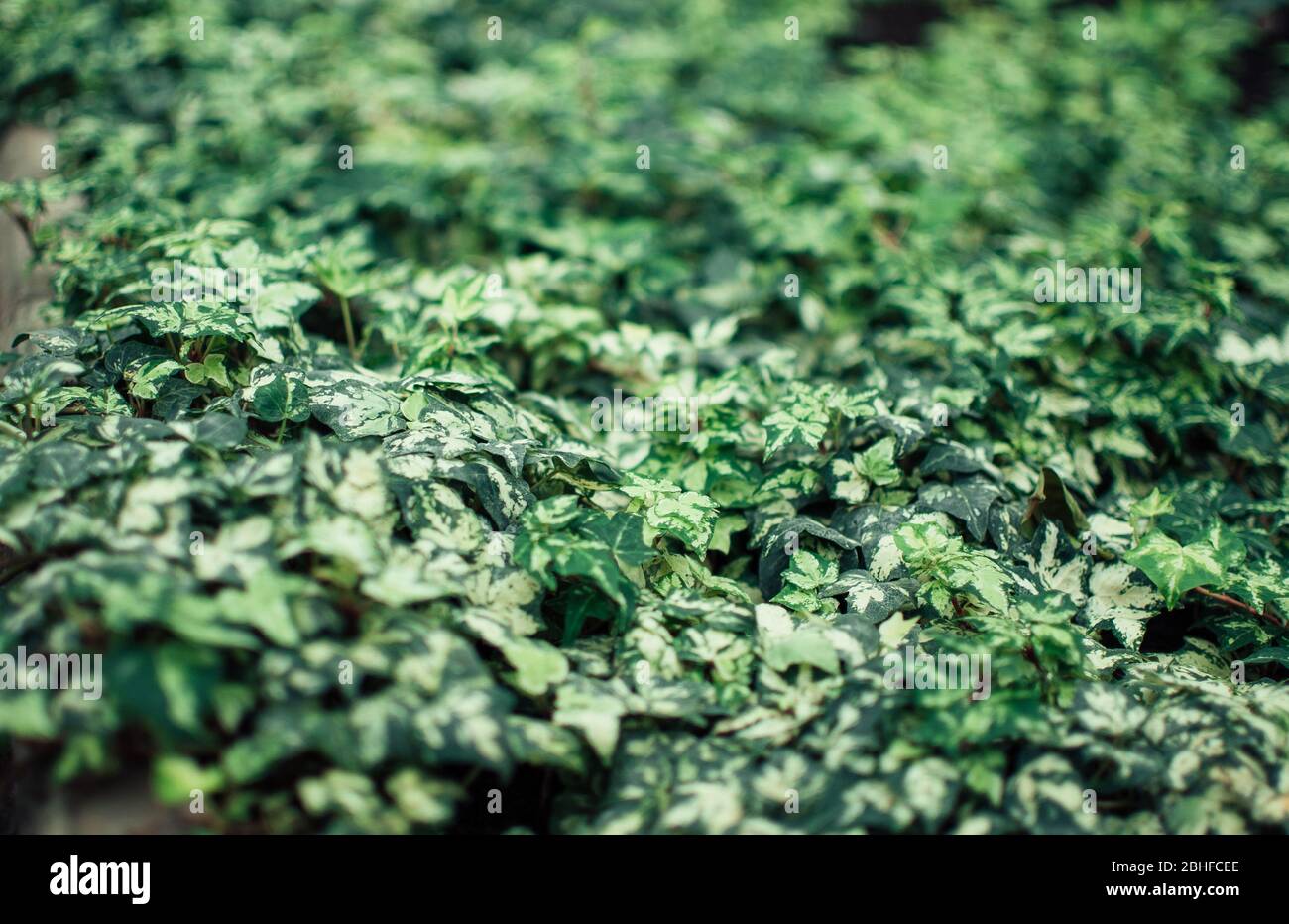 Many green ivy leaves wrapping land in a green botanical garden in spring. Template for design. Copy space Stock Photo