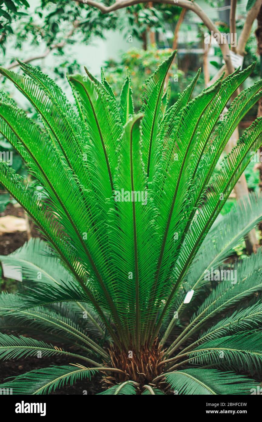 young palm bush with green leaves grows in a botanical garden. Natural background from the leaves of a plant of African descent. Template for design. Stock Photo