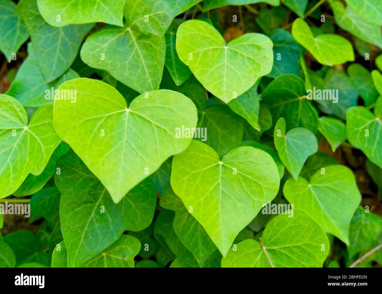 background with heart-shaped leaves. Heart-shaped green leaves climbing vines Cow-wine ivy the most sifted forest plant growing in the wild Stock Photo