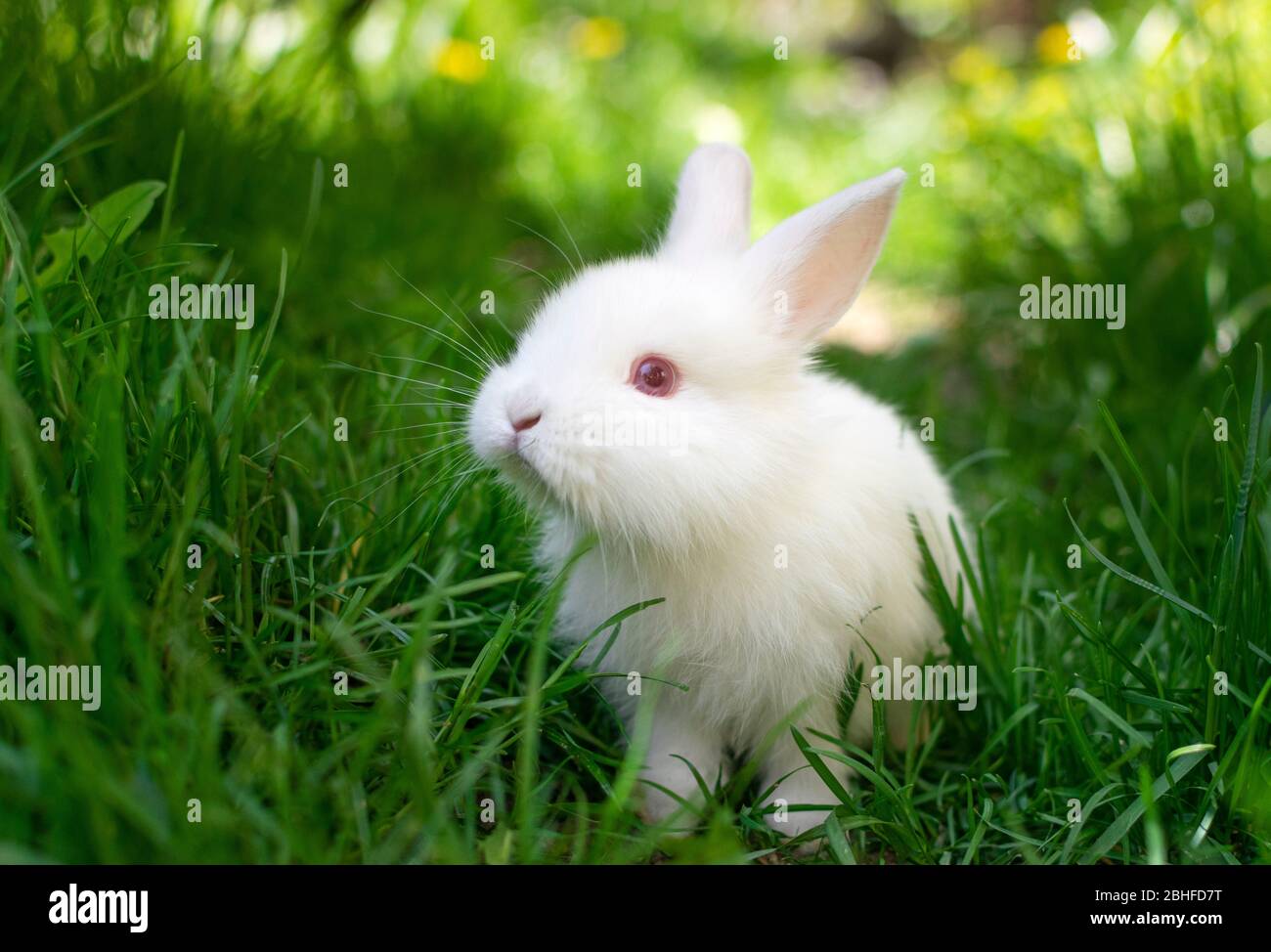 Beautiful white, fluffy baby rabbit playing in green grass Stock Photo