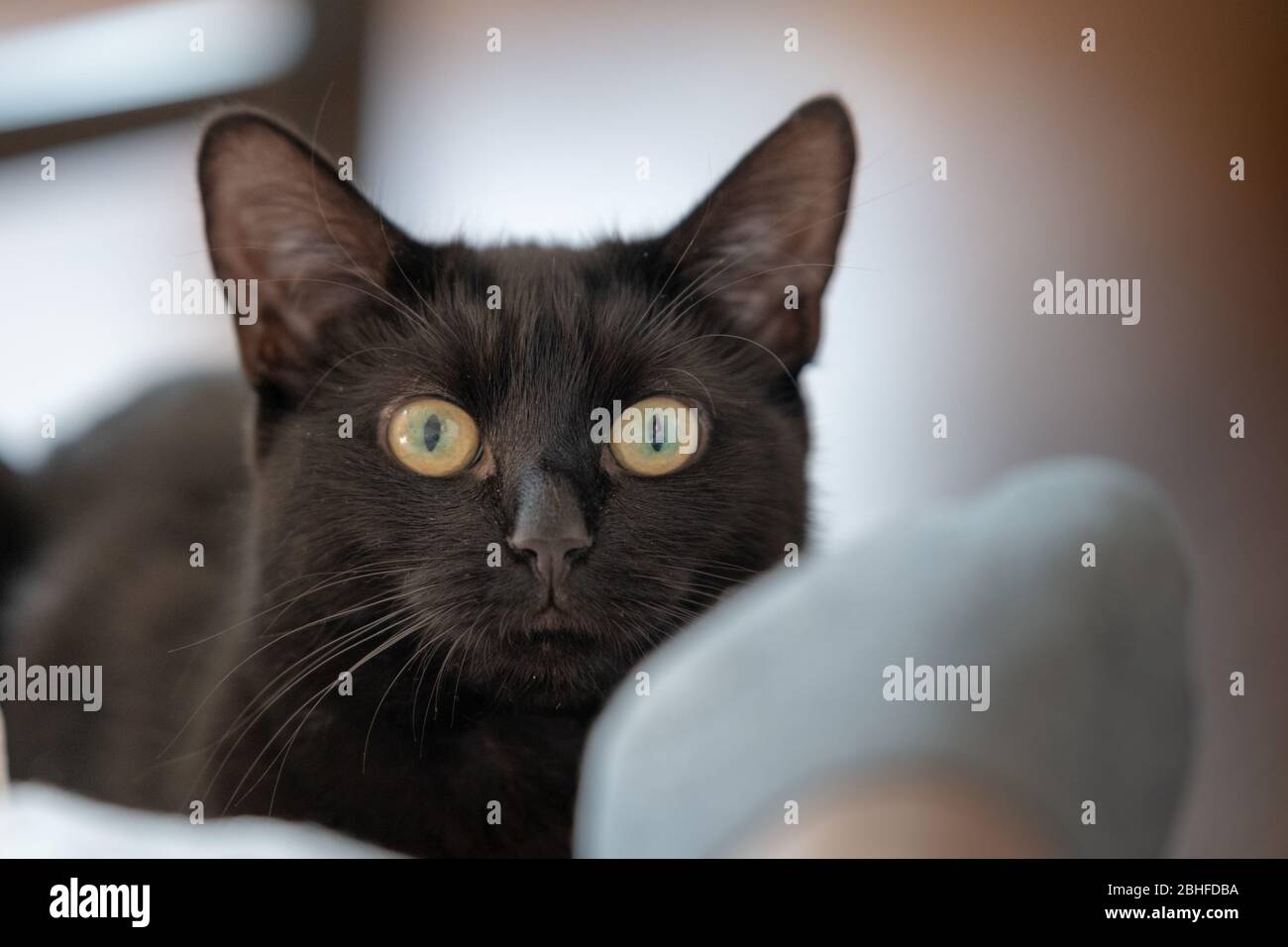 Beautiful black cat looking directly at the camera in a well lit bright room Stock Photo