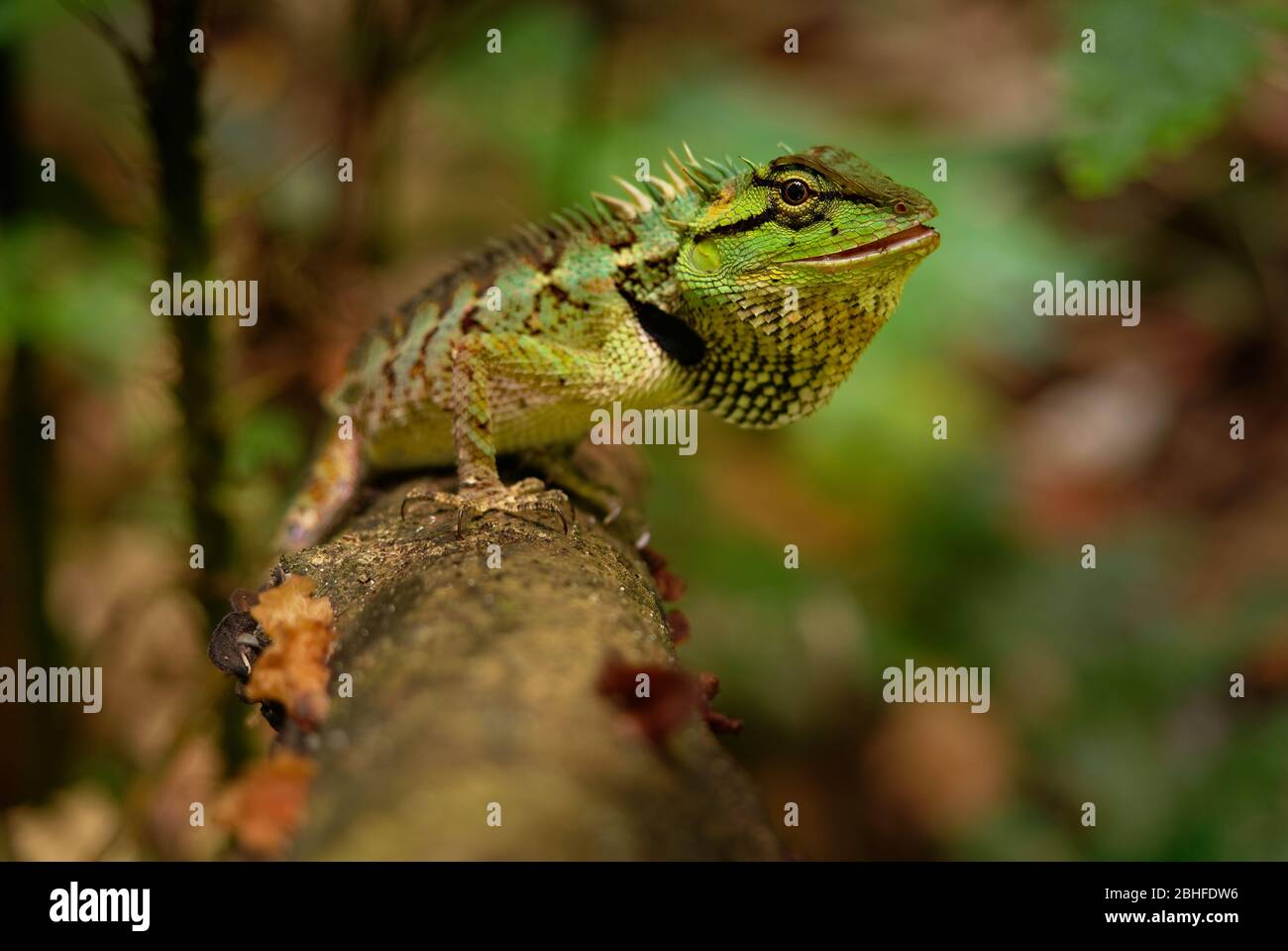 Emma Grays forest lizard - Calotes emma species of lizard in the family Agamidae. The species is endemic to China, South Asia, and Southeast Asia, Tha Stock Photo