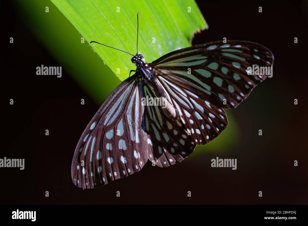 Dark Glassy Tiger - Parantica agleoides asian butterfly found in India that belongs to the crows and tigers, that is, the danaid group of the brush-fo Stock Photo