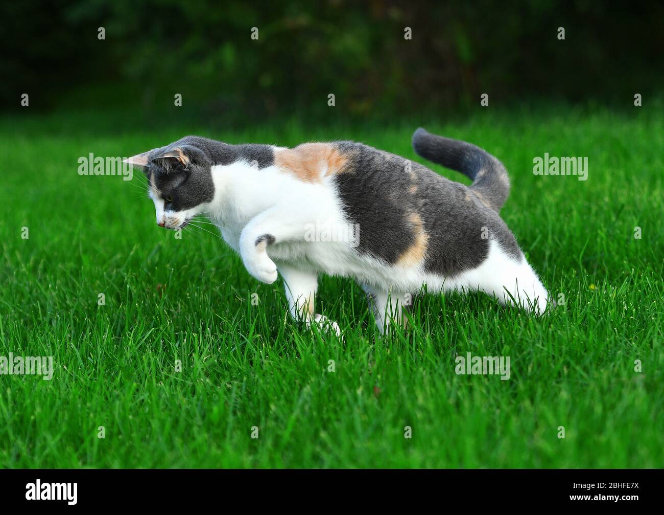 Three coloured cat playing in the bright green grass in summer outside ...