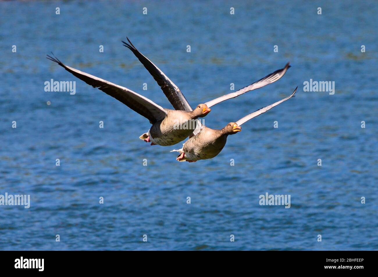 Two greylag geese flying in formation in absolute symmetry Stock Photo ...
