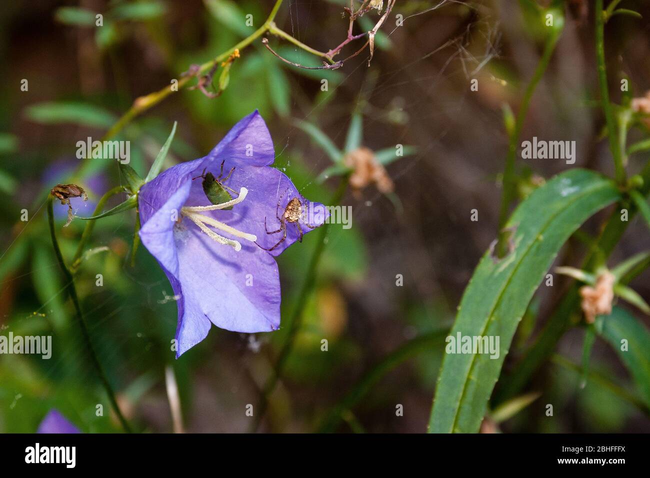 photo of a spider and a bug on a peach-leaved bellflower (Campanula persicifolia) Stock Photo